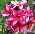 Plumeria rubra